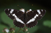 White admiral