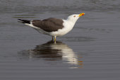 Lesser black-backed gull