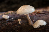 Porcelain fungus
