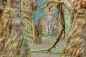 Great Yews