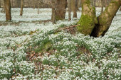 Snowdrops