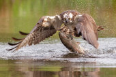 Osprey