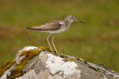 Greenshank