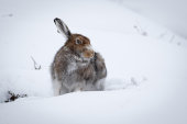 Mountain hare