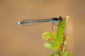 Red-eyed damselfly