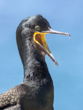 Shag