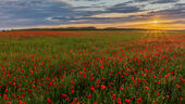 Poppies, Yarnbury Hill Fort