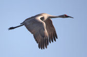 Sandhill Crane