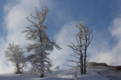 Mammoth Hot Springs