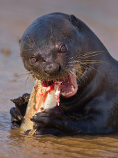 Giant otter