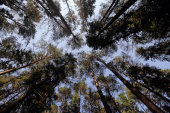Scots pines