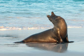 Galapagos sea lion