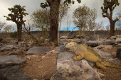 Santa Fe land iguana