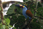 Plate-billed mountain-toucan