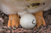 Gentoo penguin