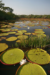 Giant water lily
