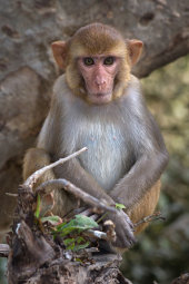 Rhesus macaque