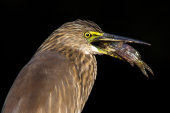 Pond heron