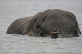 African elephant