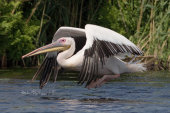 Danube Delta