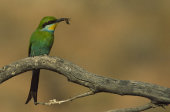 Swallowtailed bee-eater