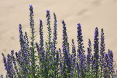 Vipers bugloss