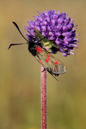 Six-spot burnet moth