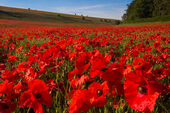 Poppies, Rockley