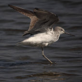 Greenshank