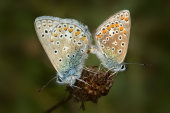 Common blues mating
