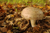 Beech milkcap
