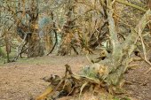 Great Yews