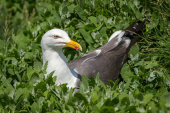 Lesser black-backed gull