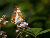 White admiral