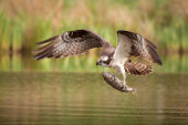 Osprey