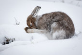 Mountain hare