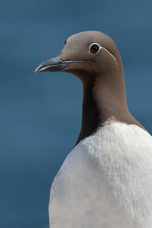 Guillemot
