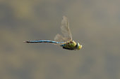 Emperor dragonfly