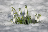Snowdrops