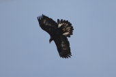 Golden eagle