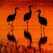 Sandhill Cranes