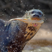 Giant otter