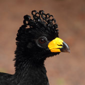 Black currasow