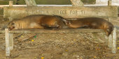 Galapagos sea lions