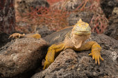 Galapagos land iguana