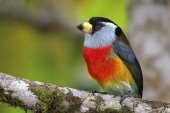 Toucan barbet