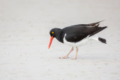Magellanic oystercatcher