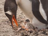 Gentoo penguin