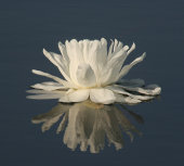 Giant water lily