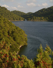 Mediterranean oak and pine forest